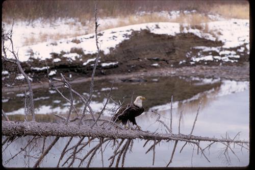 Views of Glacier National Park, Montana