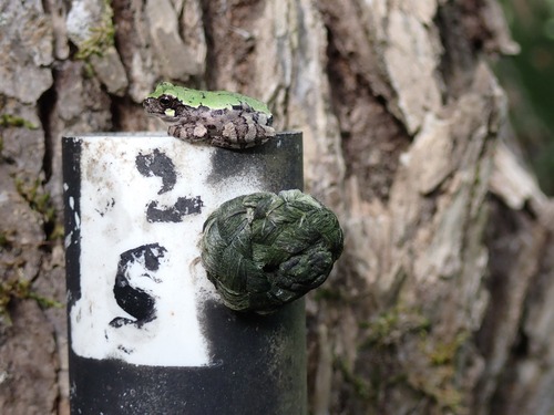 Green and gray frog sitting on a PVC pipe used for sampling