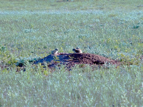 Black-Tailed Prairie Dog Pups on Mound, Cynomys ludovicianus