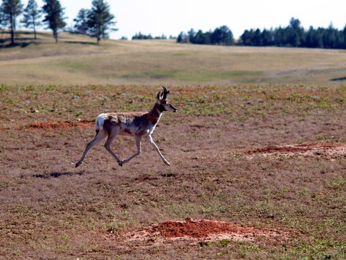 Pronghorn Running Past Prairie Dog on Bison Flats