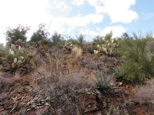 Hillside with shrubs, grasses, and pricklypear