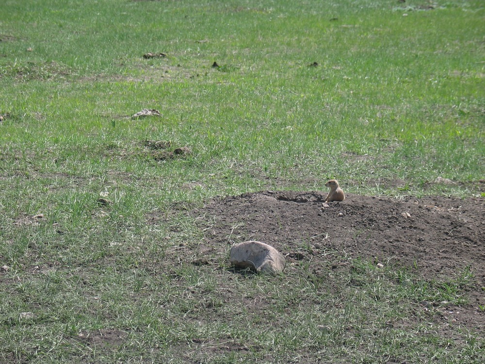 prairie dog town spring