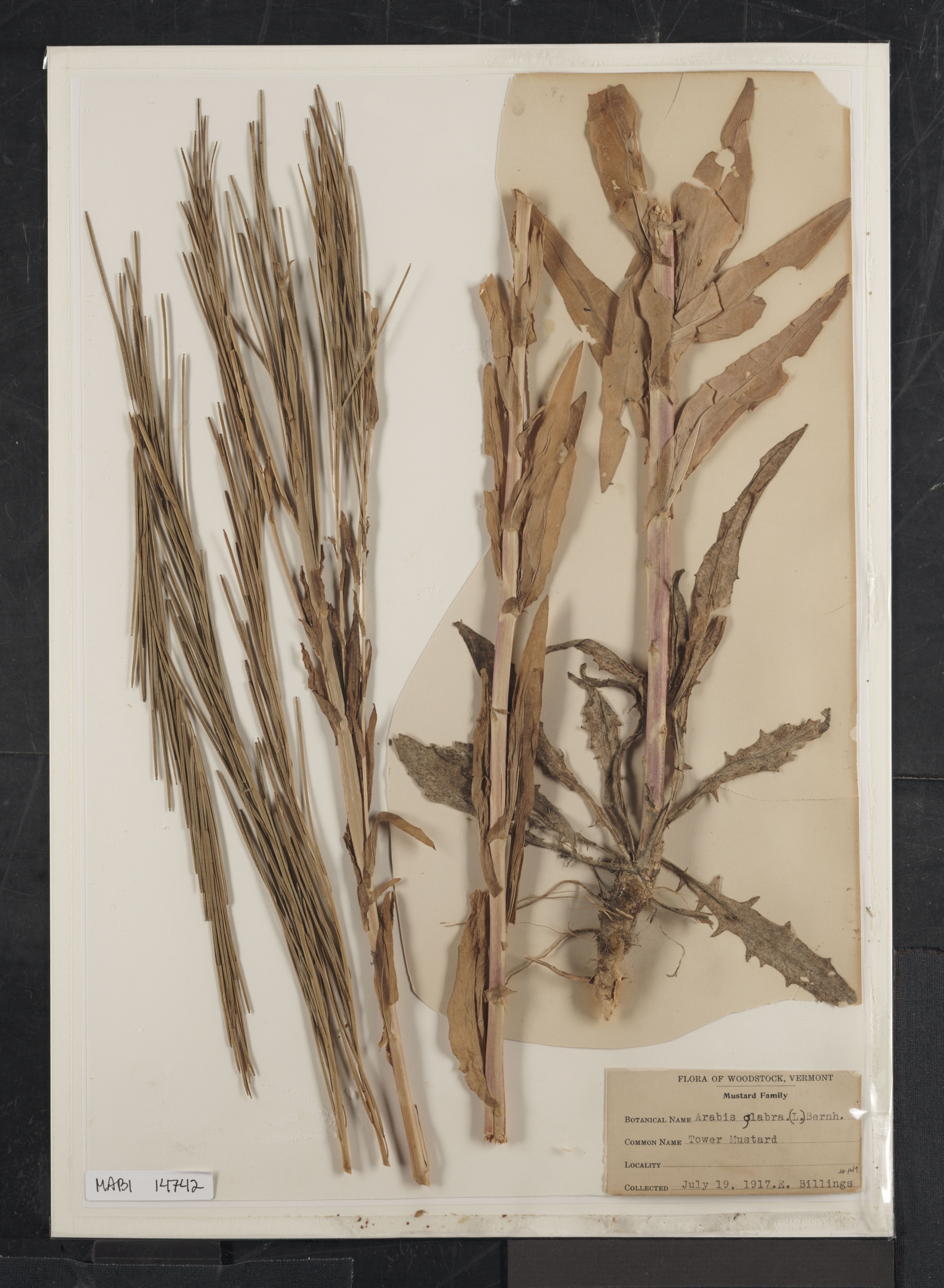 Preserved biological specimen on paper.