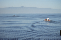 Humpback Whale Diving Viewed From Skiff