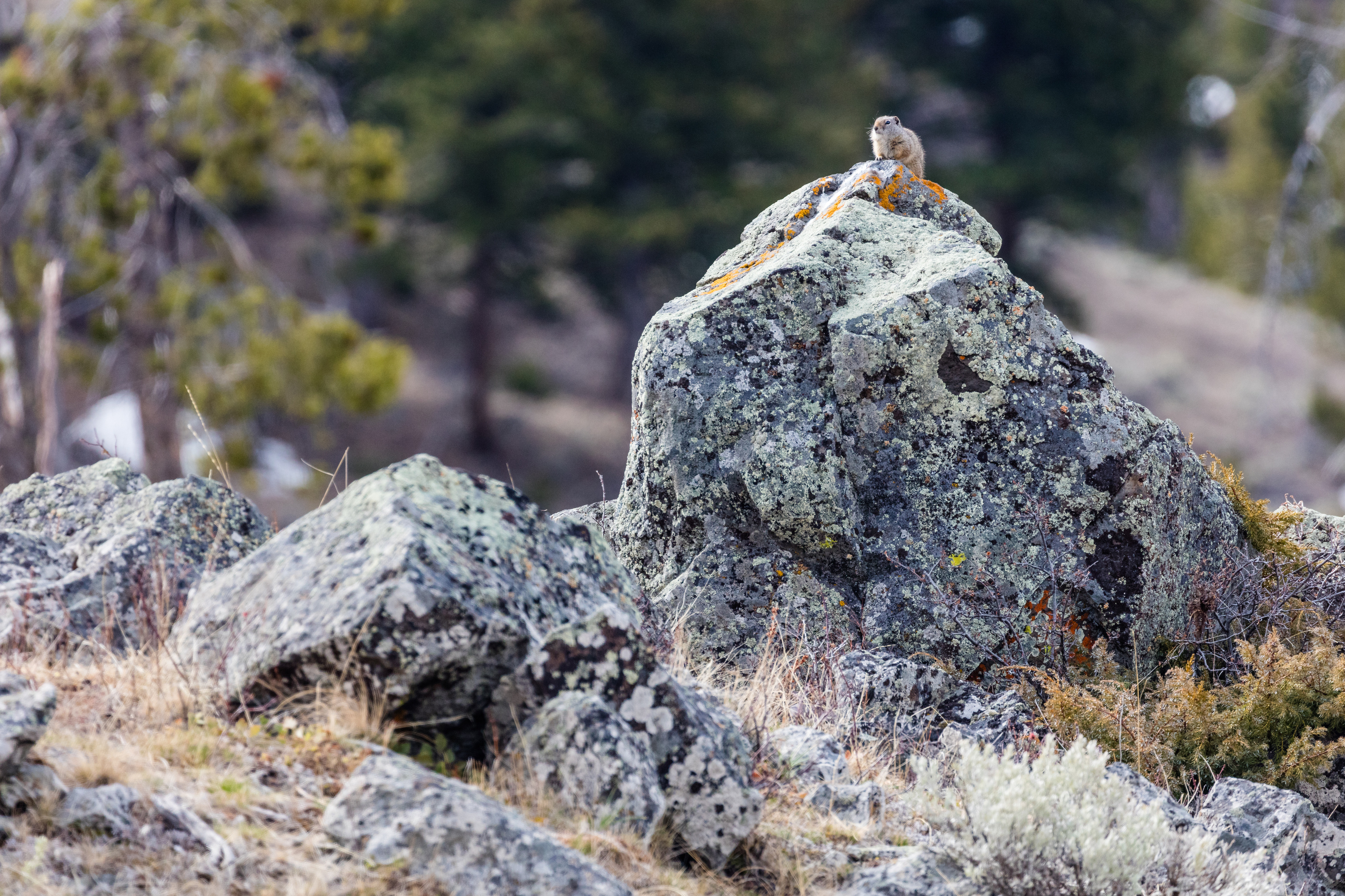 One ground squirrel is down on all fours resting on top of a large rock.