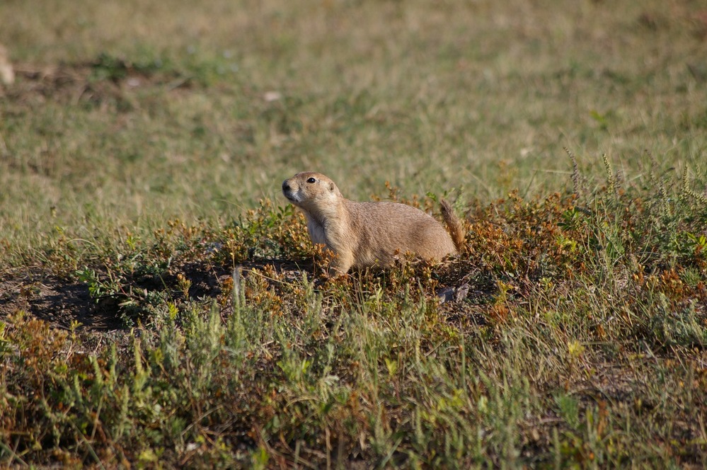 prairie dog