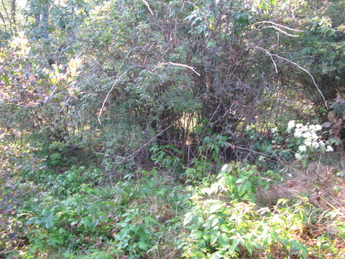 GRSM Accuracy Assessment. Plot Code: GRSM_AA_0310_4