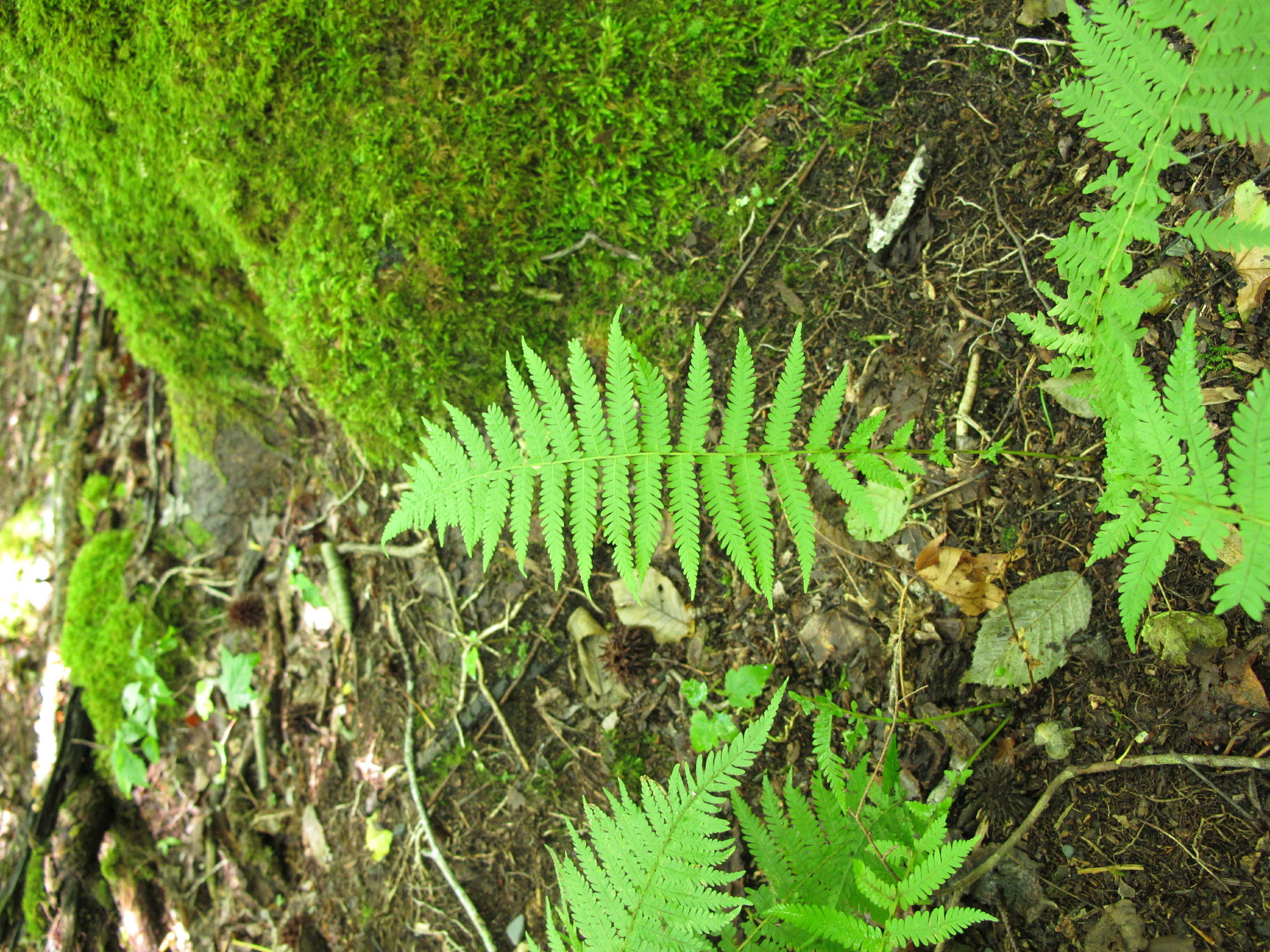 Image of Parathelypteris noveboracensis, a species of Vascular Plant