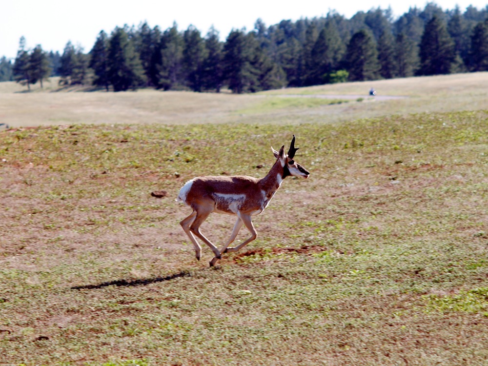 a pronghorn runs across the prairie