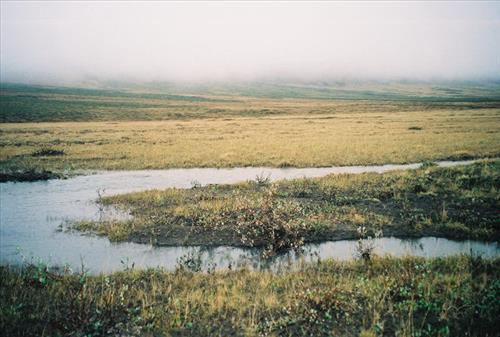 2 Gates of the Arctic National Park and Preserve Itkillik Birds June 2006