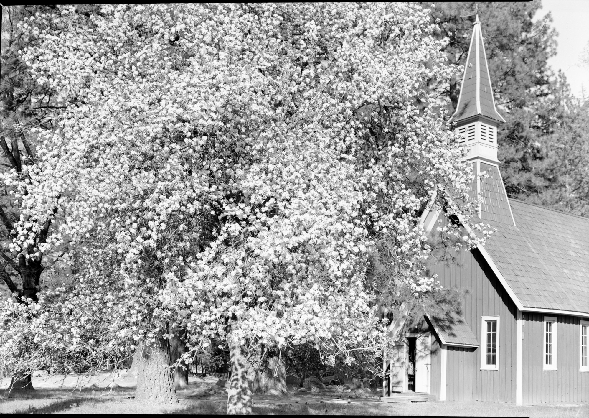 Yosemite Chapel in the spring with apple blossoms