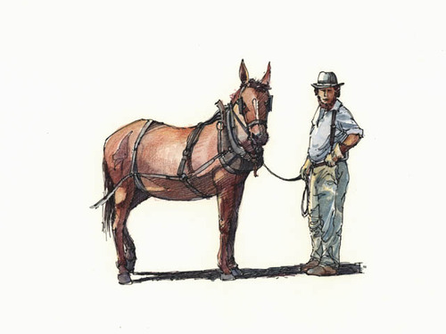 Illustration depicts a mule with full towing harness held by a mule driver.