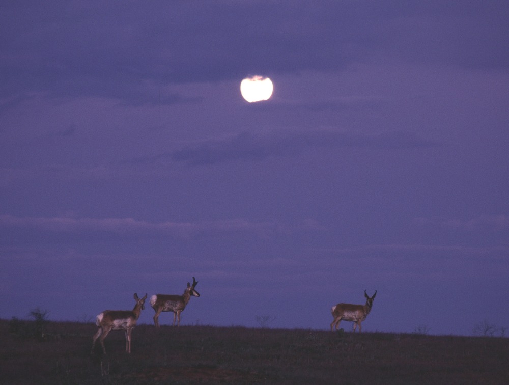 three pronghorns standing in the prairie at dusk, the full moon shines down from a cloudy purple sky