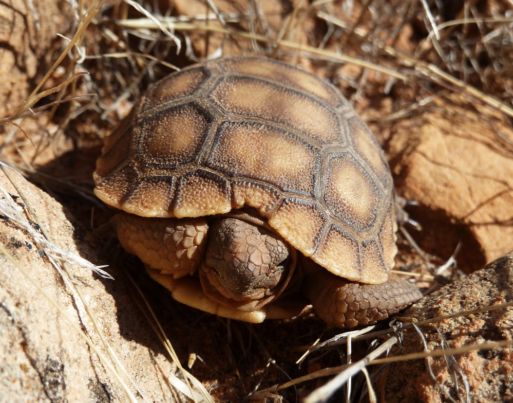 A small tortoise sits with legs and head pulled in. 