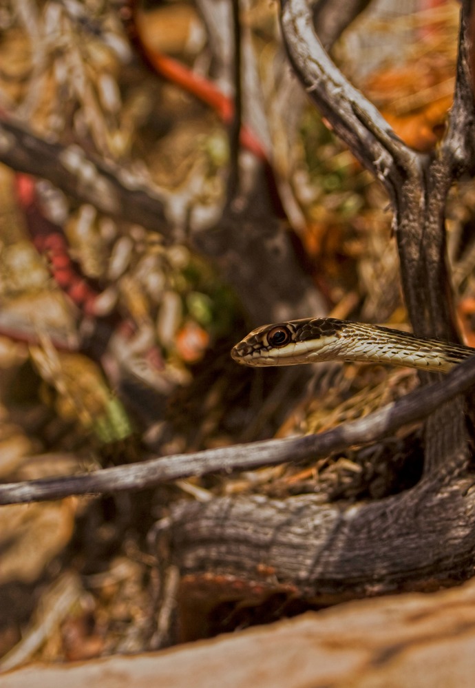 The head of a snake pokes out of the surrounding brush. 