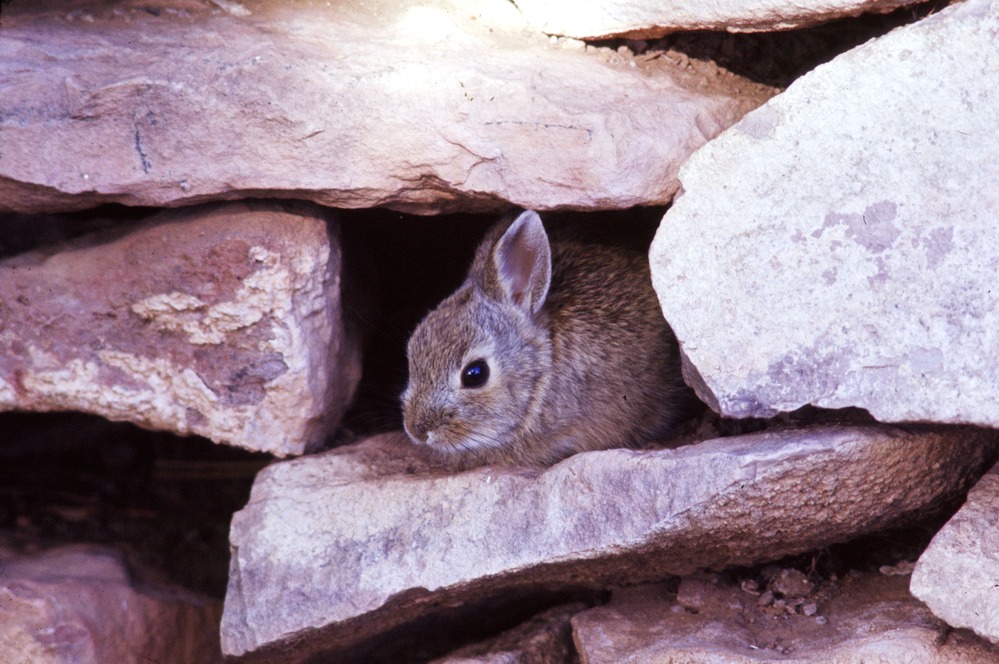 a gray rabbit nestled among some rocks