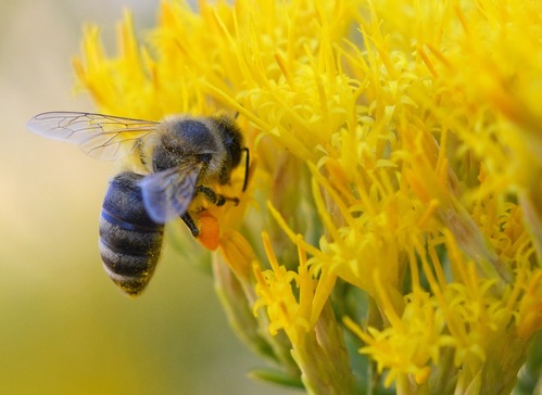 Honey Bee and Rabbitbrush