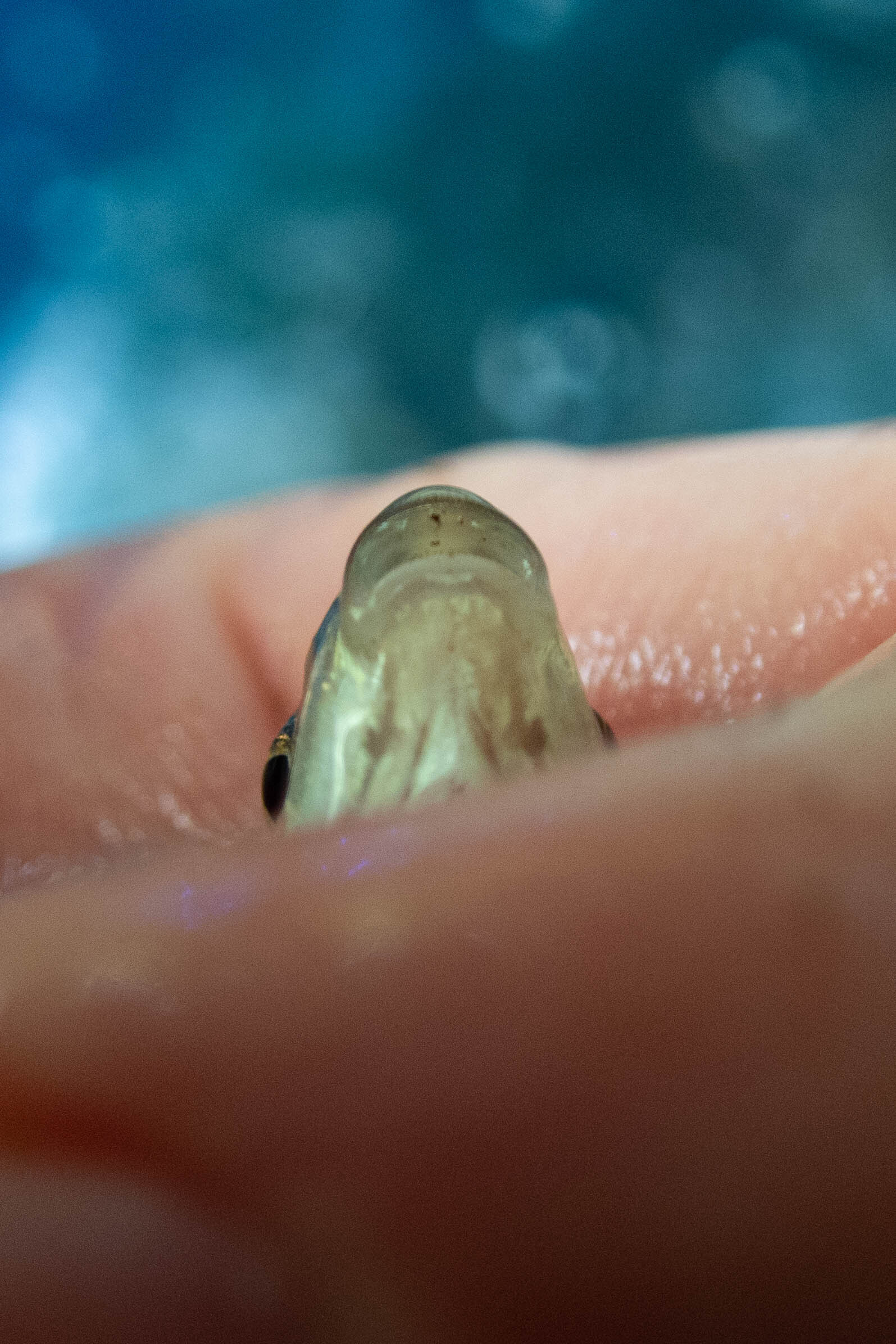 Campostoma anomalum (central stoneroller) - mouth, juvenile