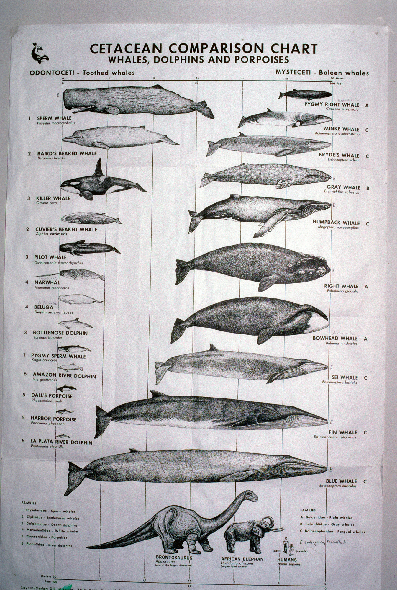 Whale Chart