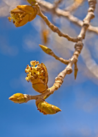 Small green bud on light gray branches. 