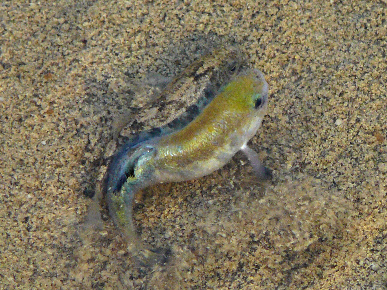 A small yellow fish swims next to a tan and black fish that blends in with the sand at the bottom of a stream.