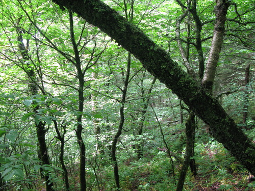 GRSM Accuracy Assessment. Plot Code: GRSM_AA_0120_4