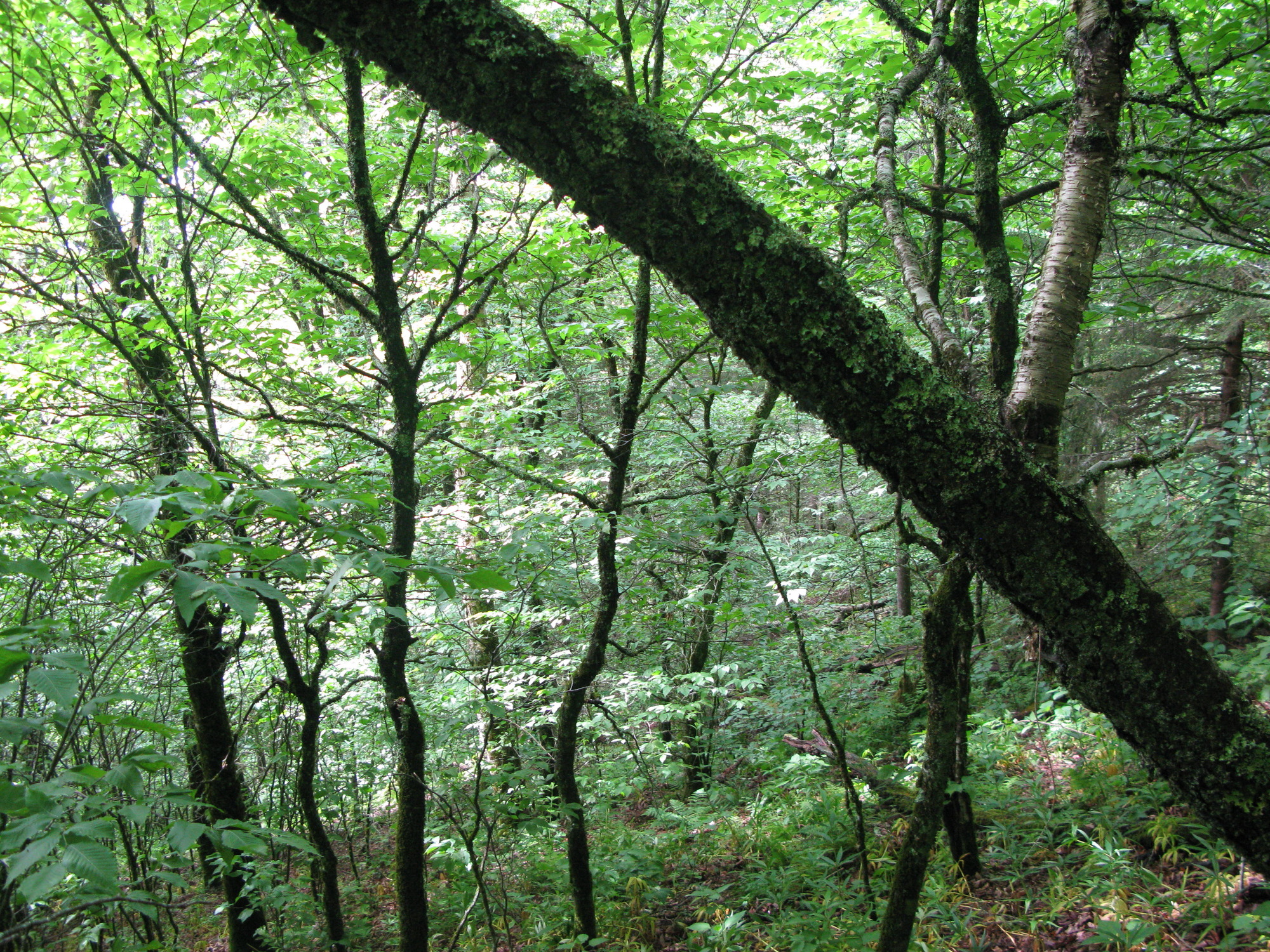 GRSM Accuracy Assessment. Plot Code: GRSM_AA_0120_4