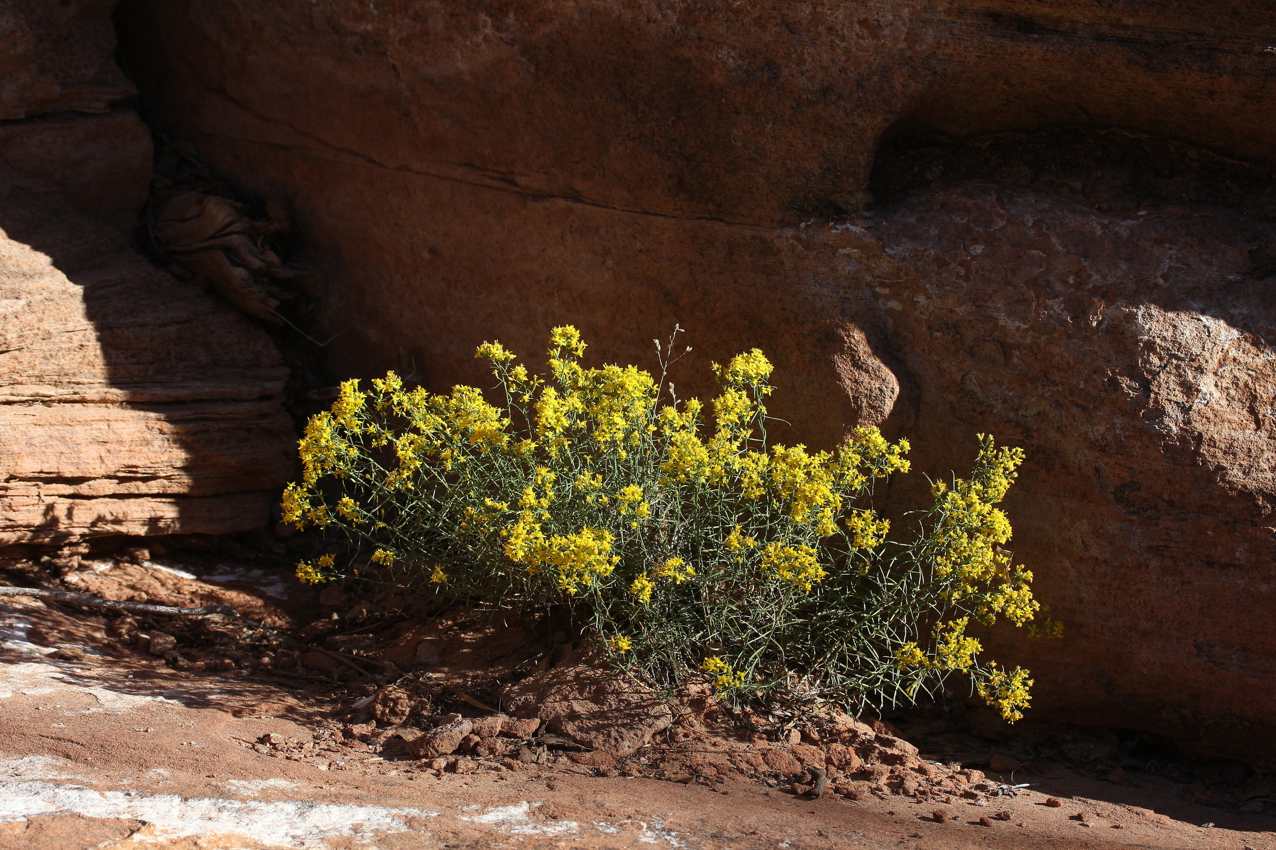 Gutierrezia sarothrae, Broom snakeweed