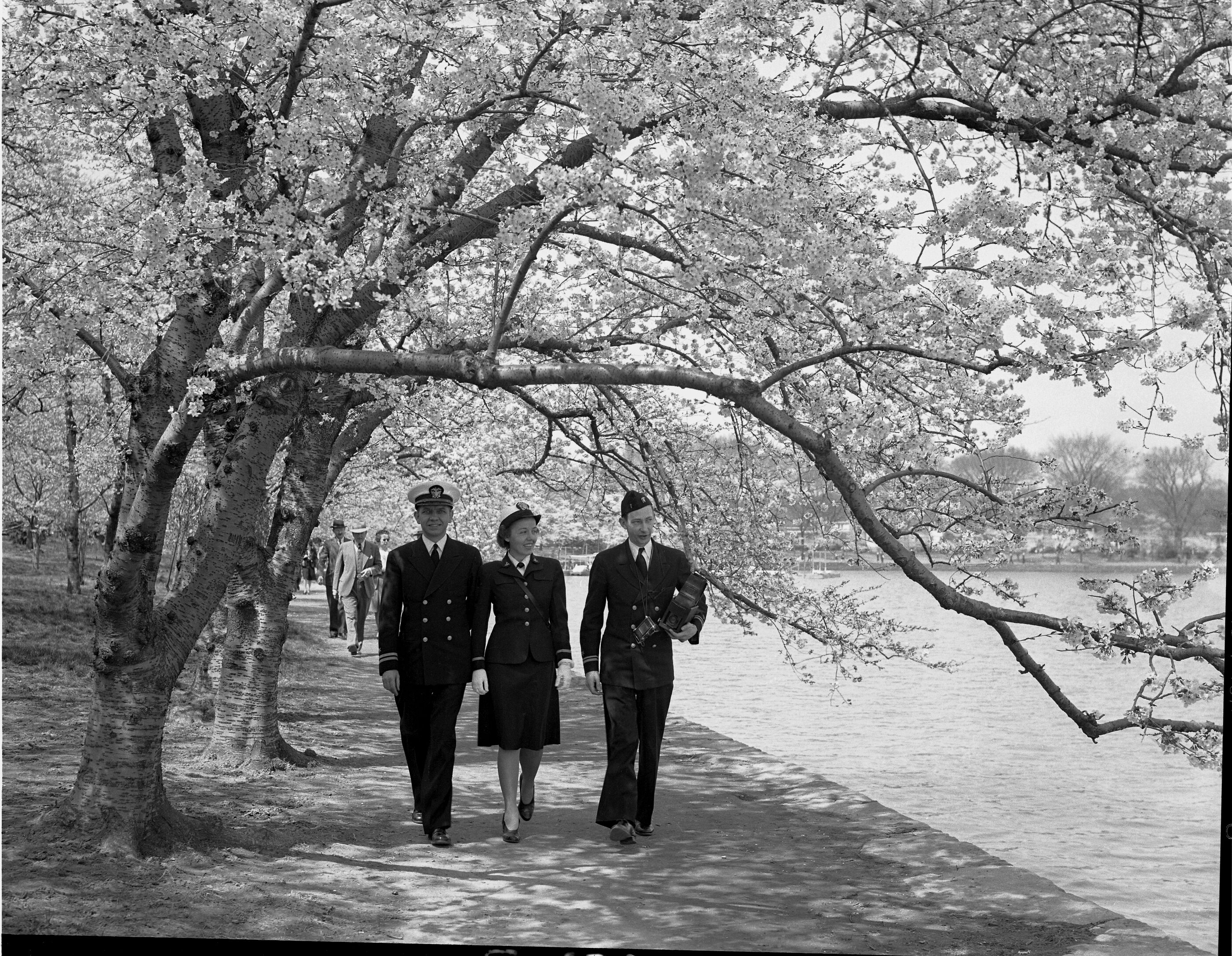 Washington D.C. Cherry Blossoms, 1943