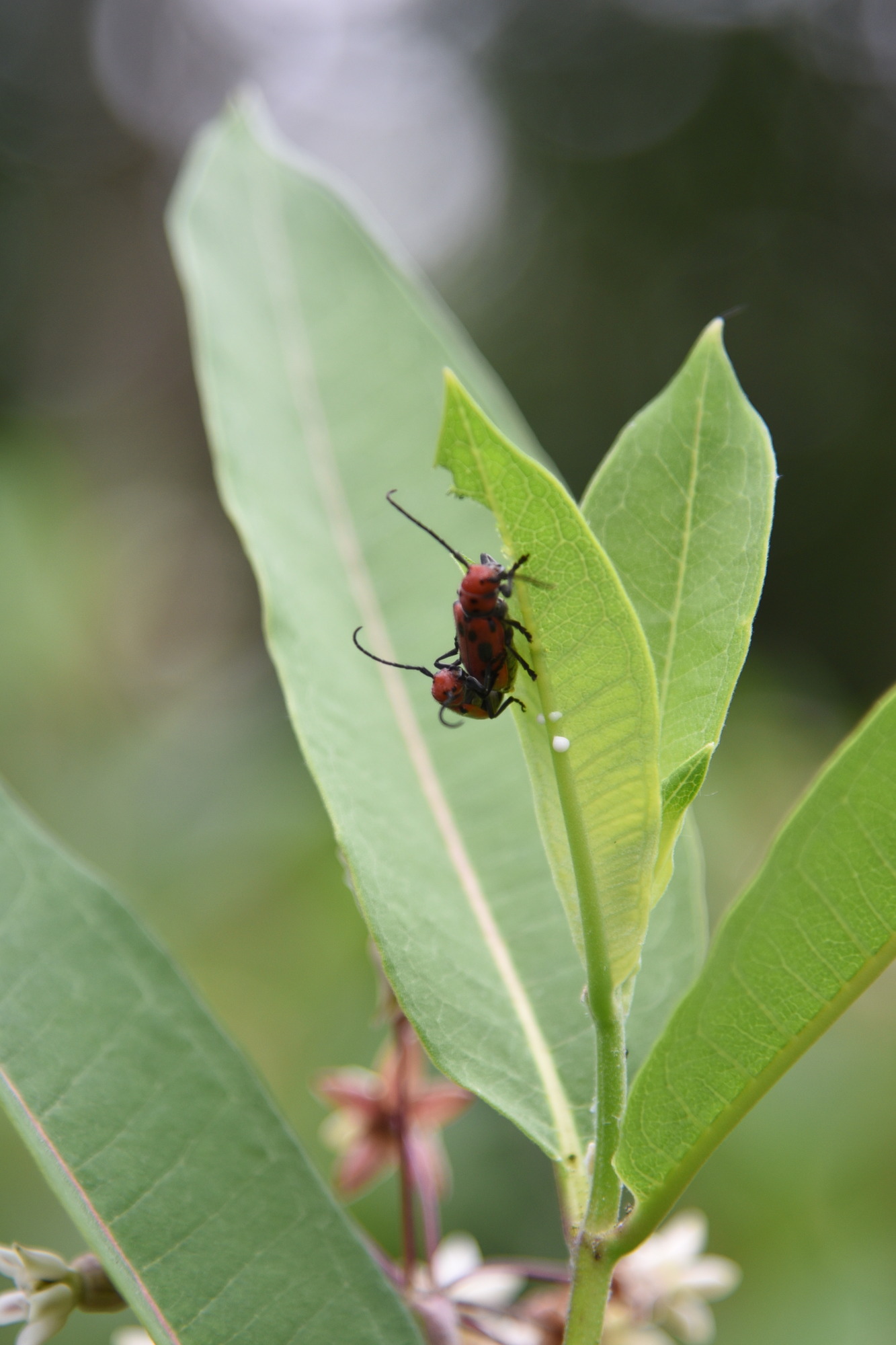 two red milkweed bugs on a milkweed leaf.