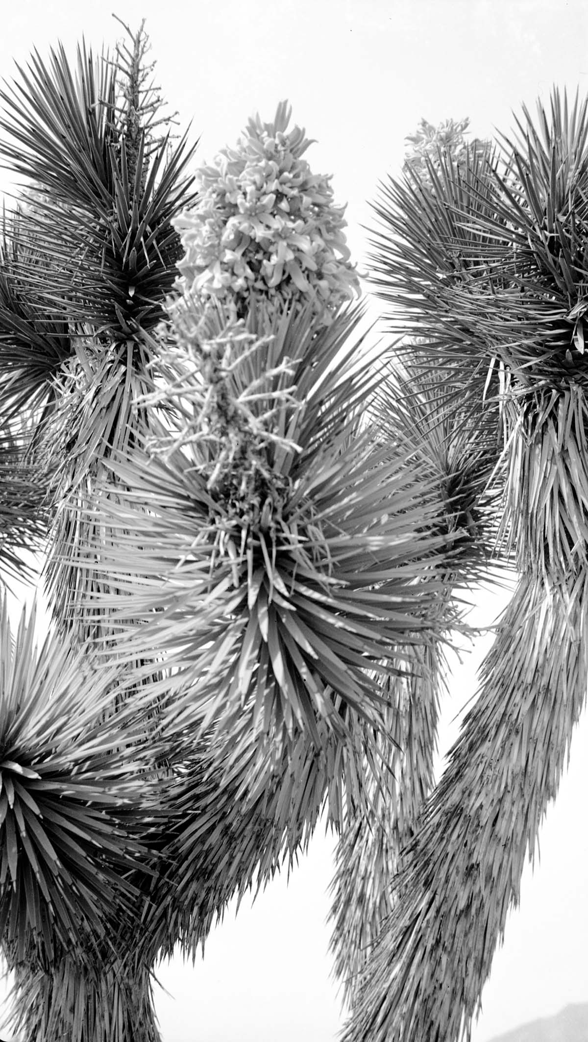 A Joshua Tree in bloom.