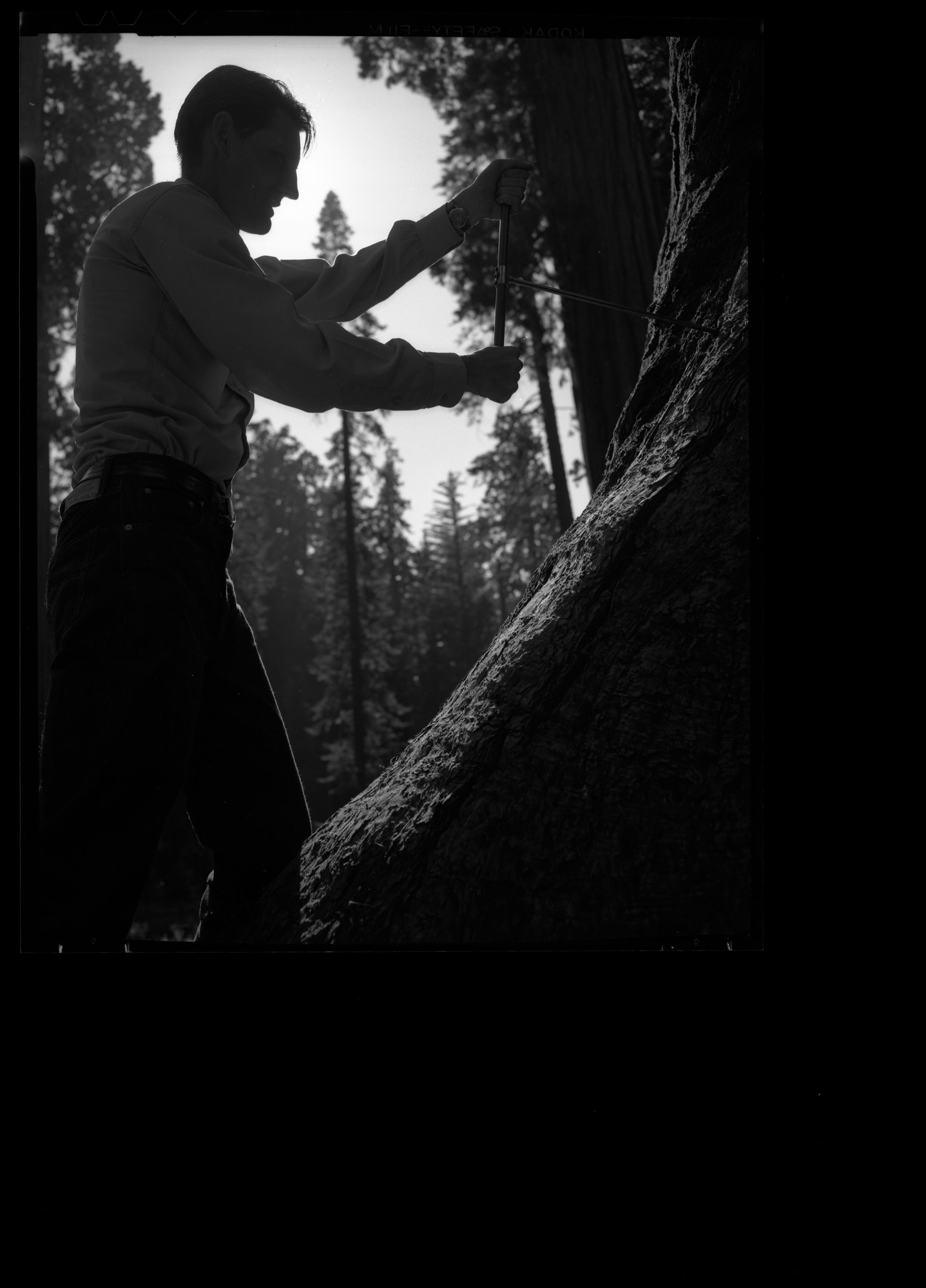 Bigtree Research -- Boring with increment Borer -- NA Bishop, Park Naturalist at Mariposa Grove.