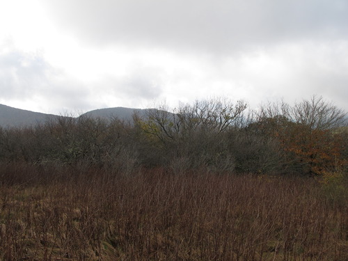 GRSM Accuracy Assessment. Plot Code: GRSM_AA_0015_4