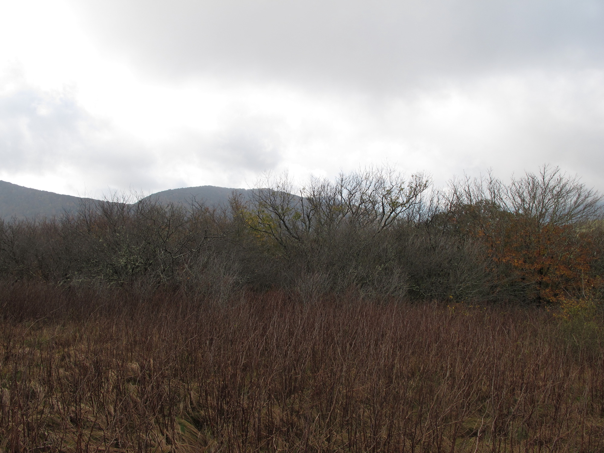 GRSM Accuracy Assessment. Plot Code: GRSM_AA_0015_4