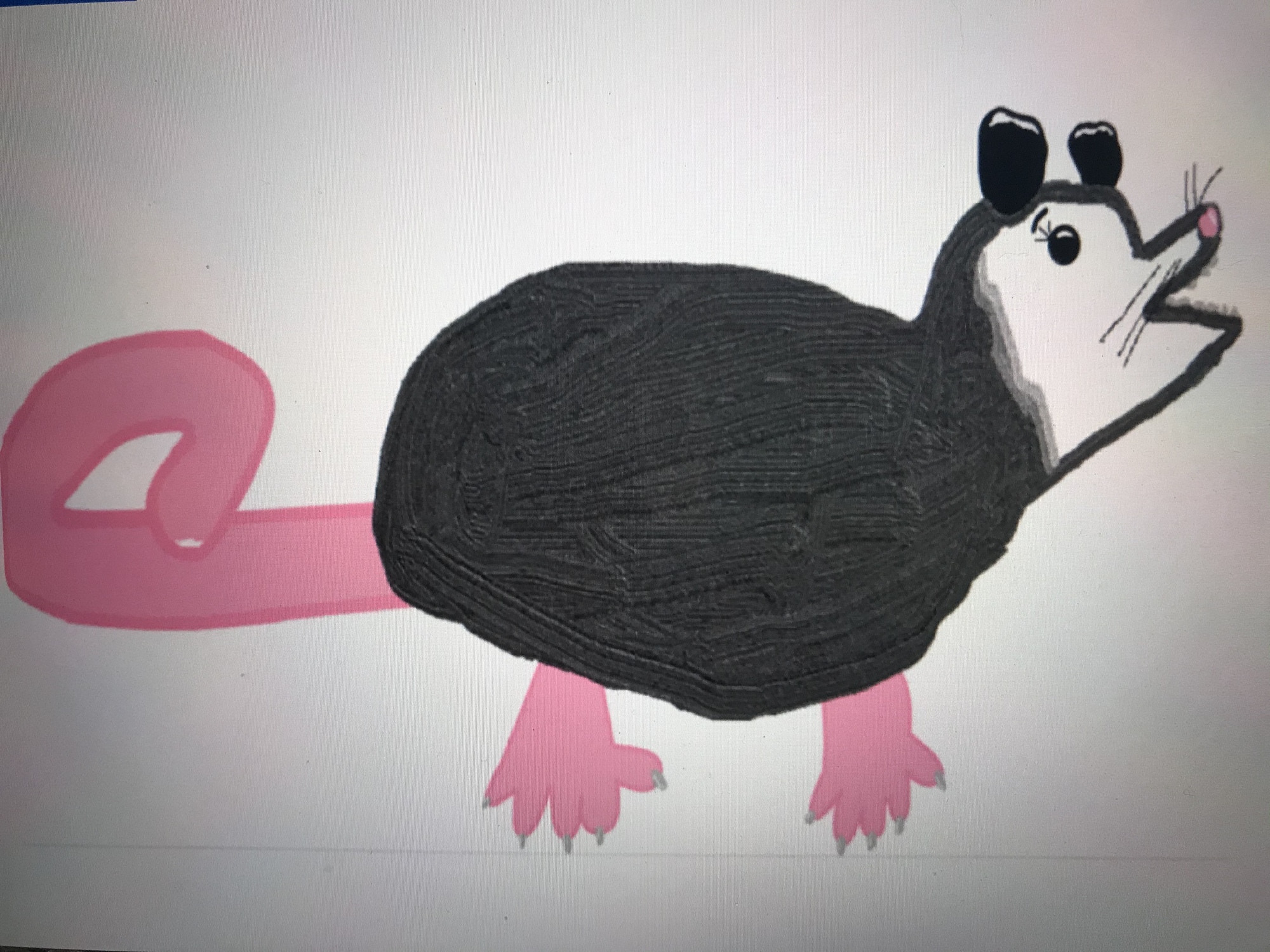 digital drawing of an opossum 
