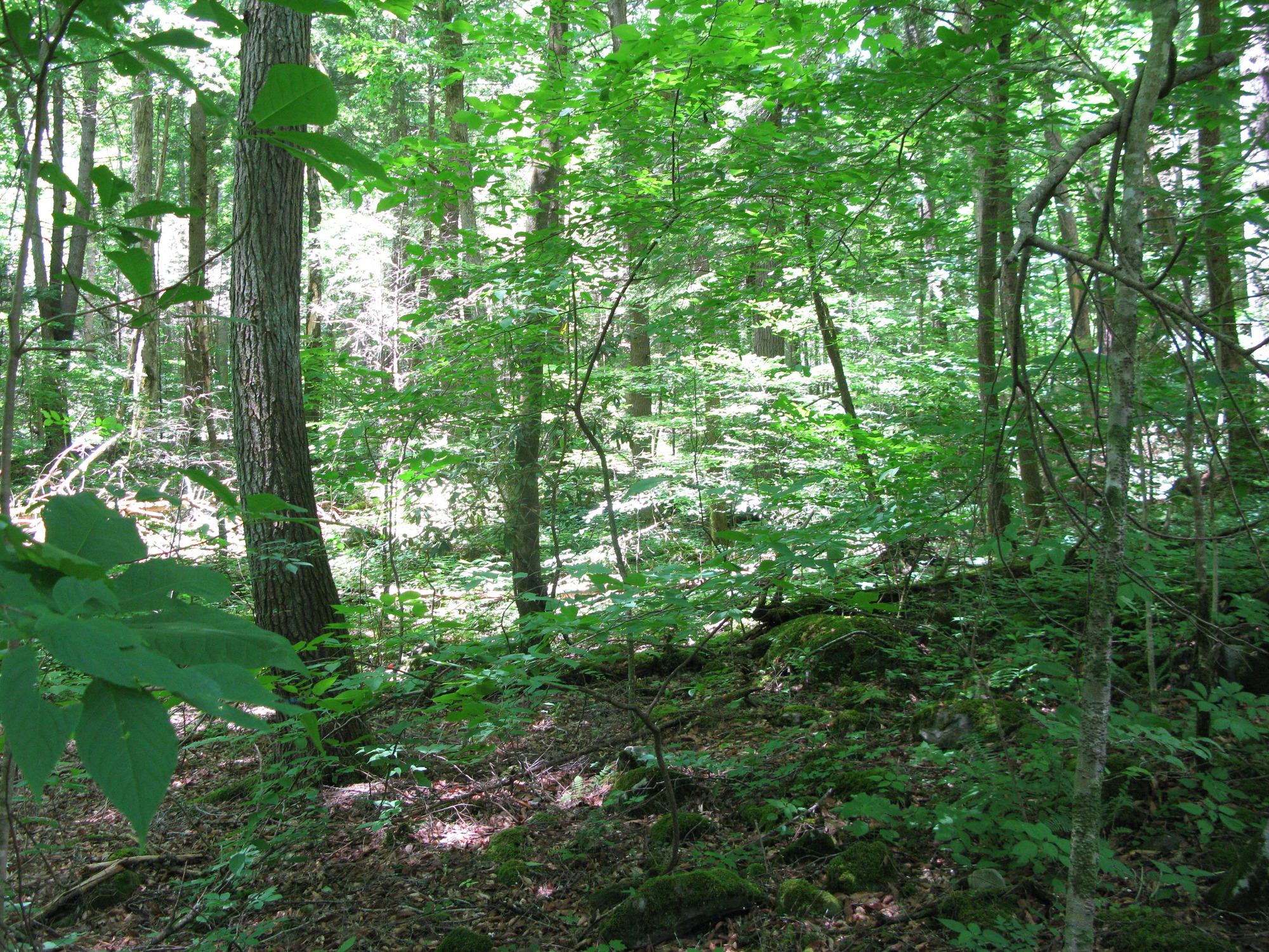 GRSM Accuracy Assessment. Plot Code: GRSM_AA_0882_5