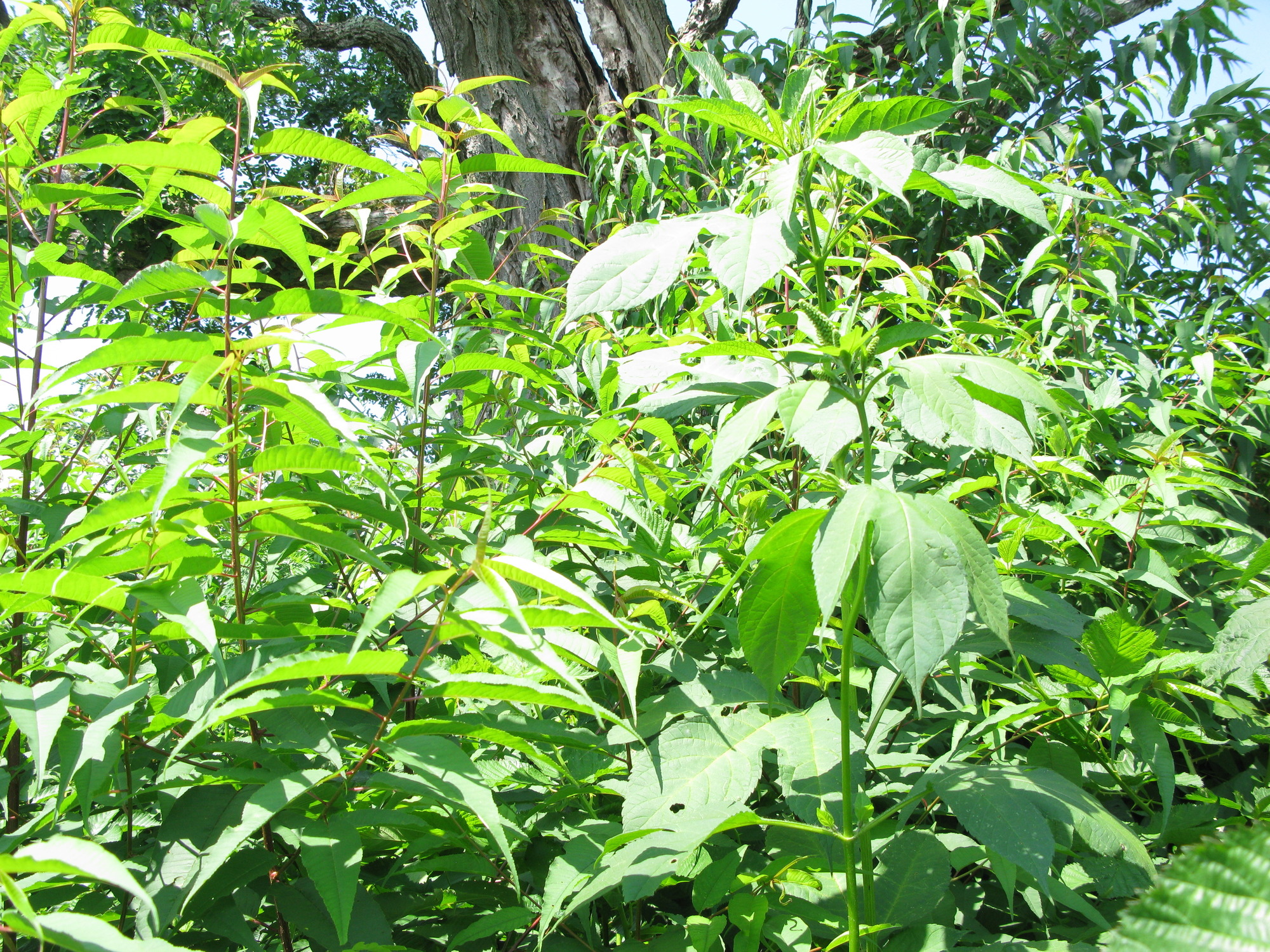 GRSM Accuracy Assessment. Plot Code: GRSM_AA_0073_5