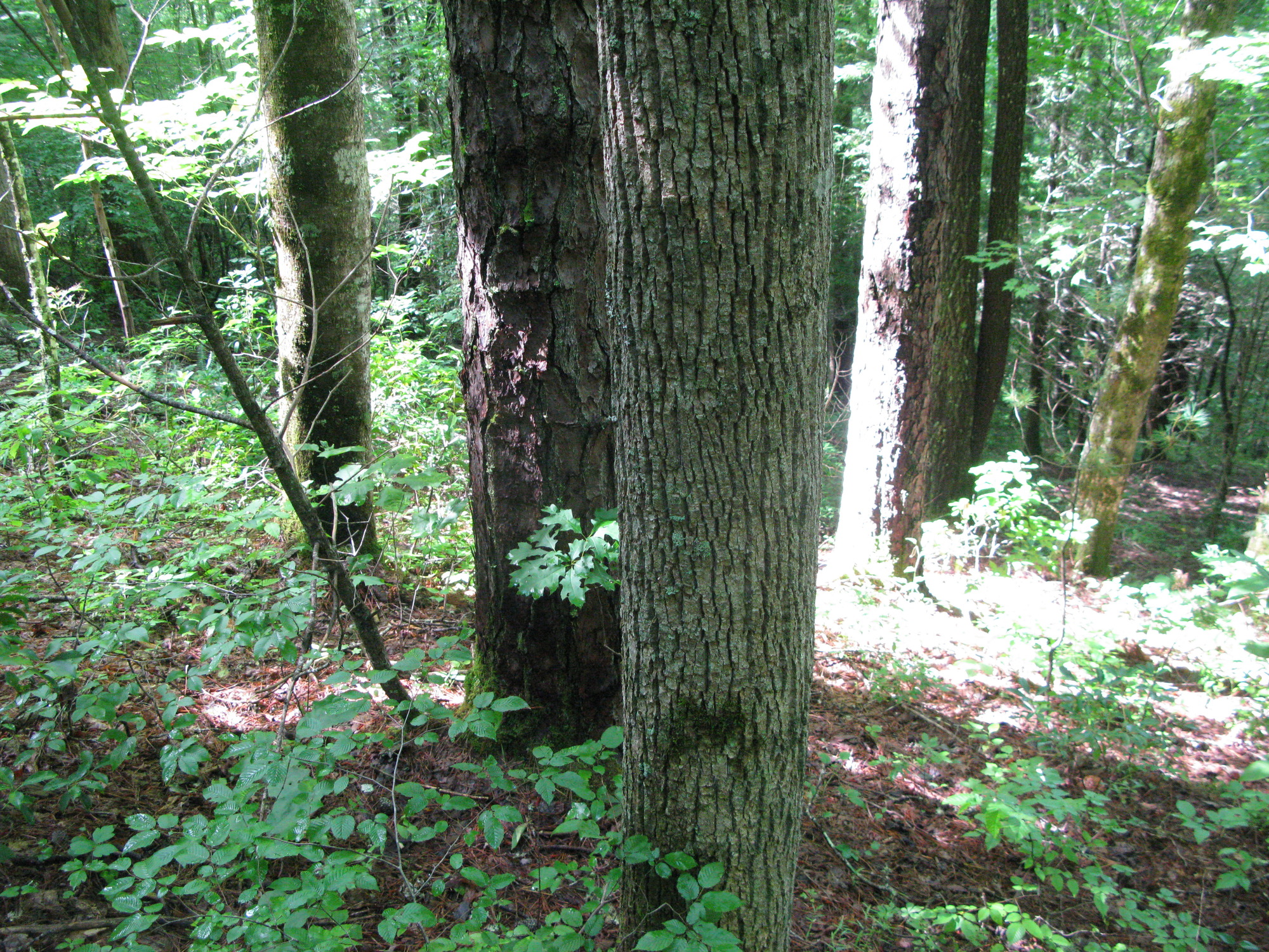 GRSM Accuracy Assessment. Plot Code: GRSM_AA_0821_4