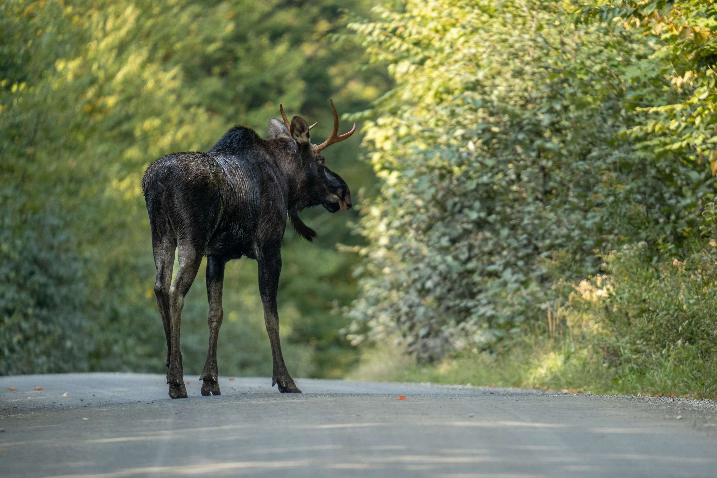A brown moose stands on a gravel road surrounded by green foliage. 