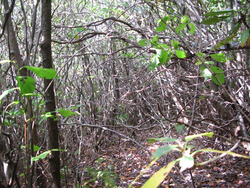 GRSM Accuracy Assessment. Plot Code: GRSM_AA_0832_5