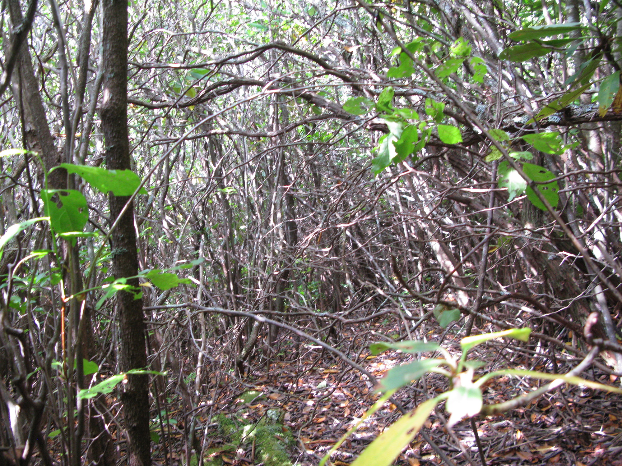 GRSM Accuracy Assessment. Plot Code: GRSM_AA_0832_5