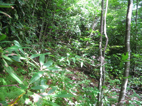 GRSM Accuracy Assessment. Plot Code: GRSM_AA_0550_3