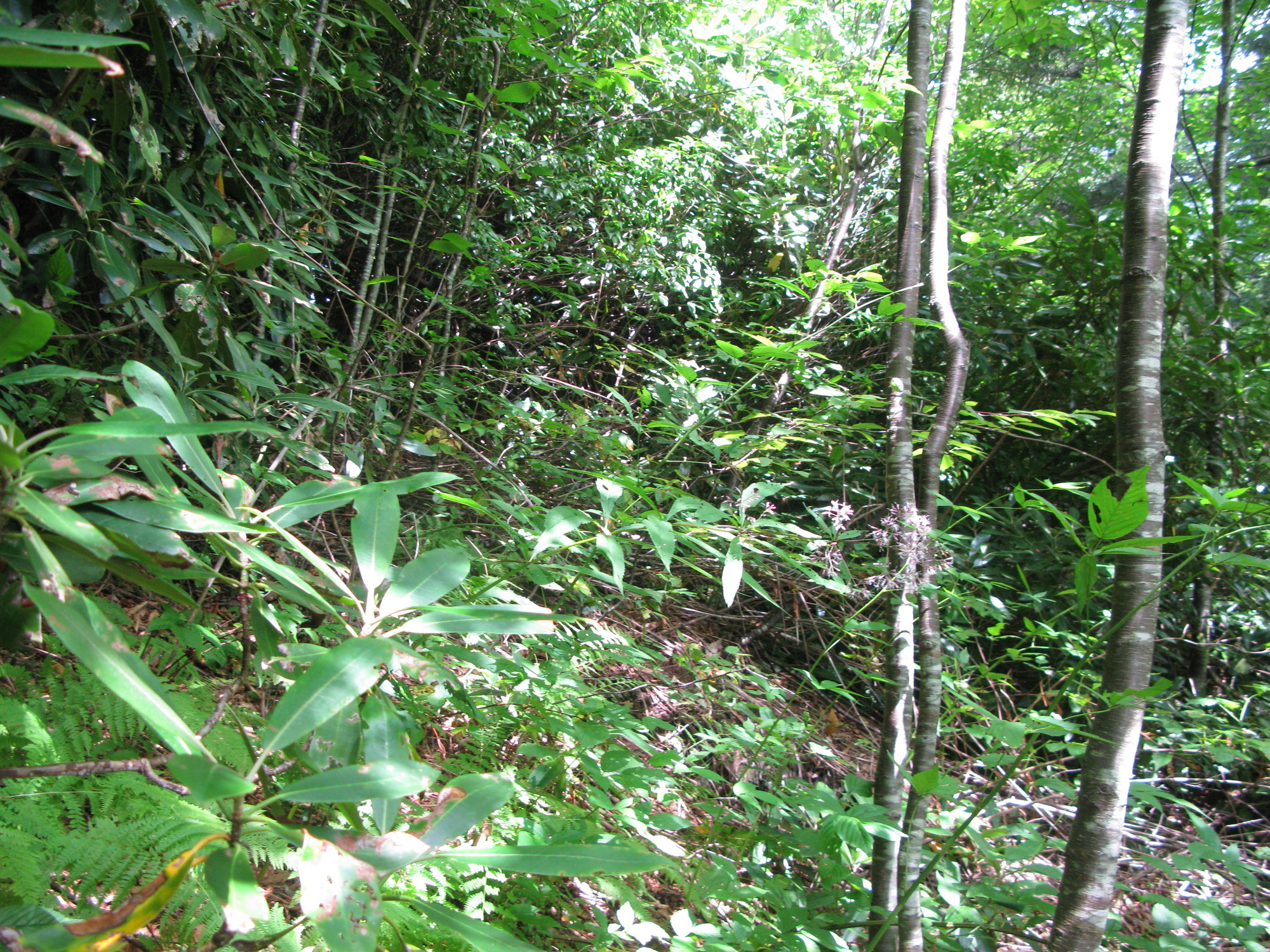 GRSM Accuracy Assessment. Plot Code: GRSM_AA_0550_3