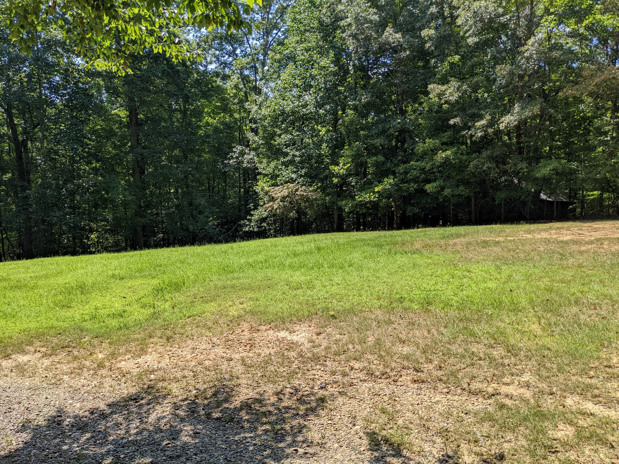 Grassy field in a green forest near a cabin