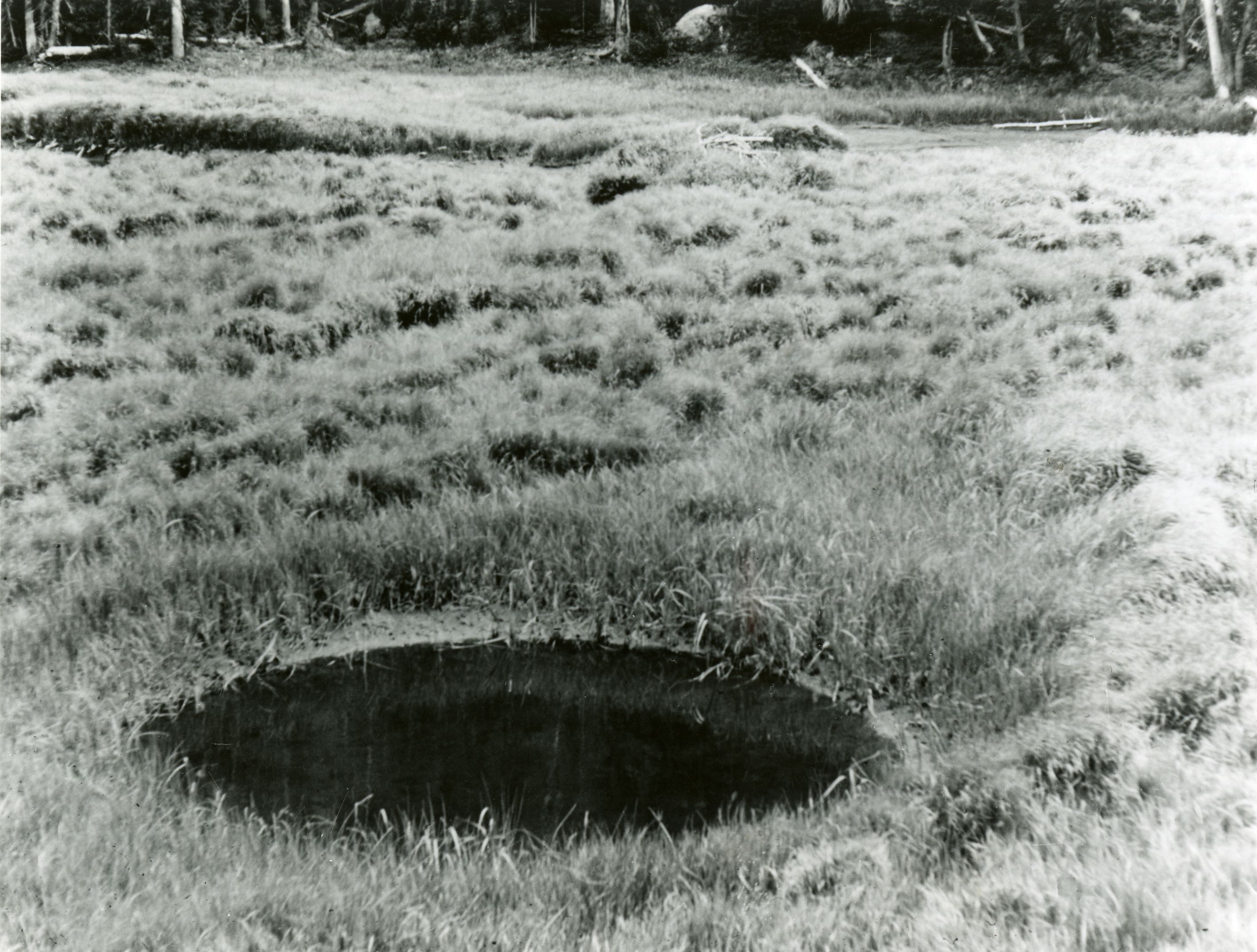 meadow potholes; Rock Mountain National Park