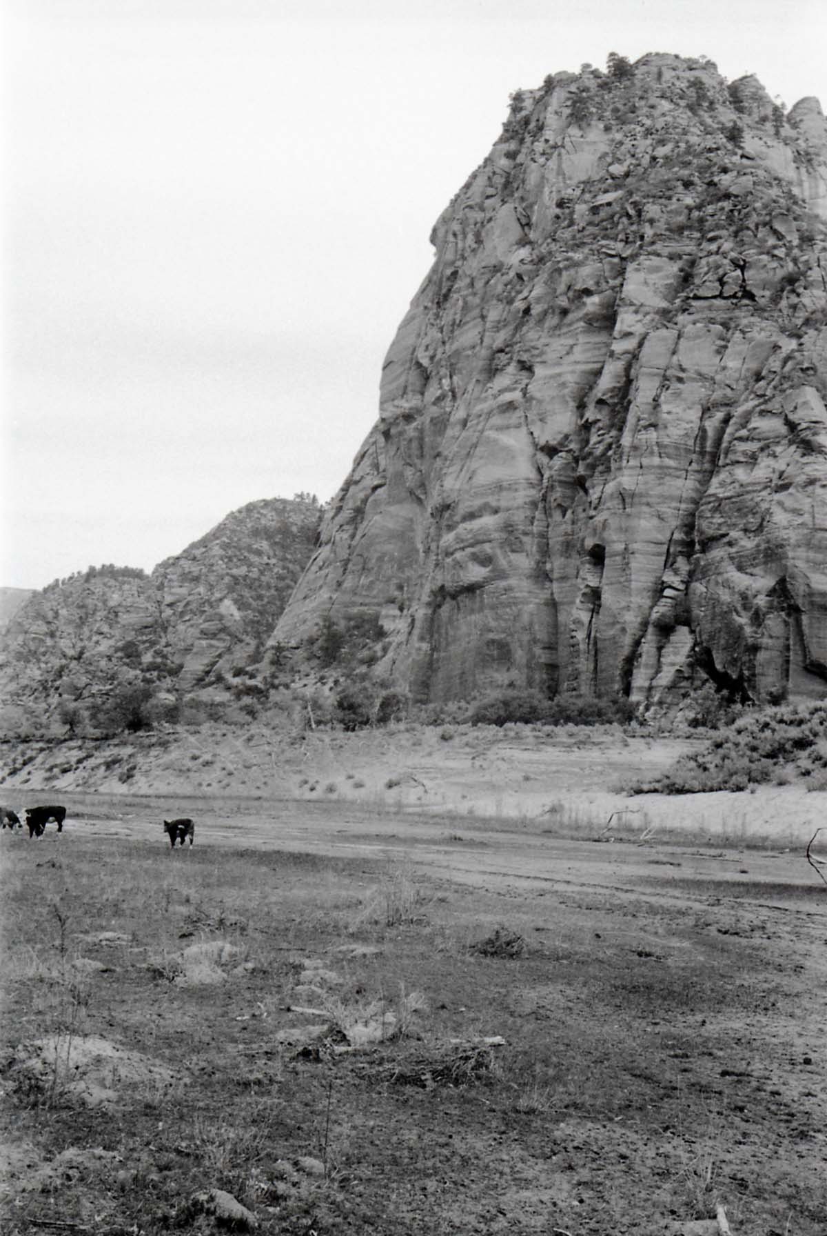 BW photo of the 1937 grazing study 35MM. Photo of cows grazing in Hop Valley.