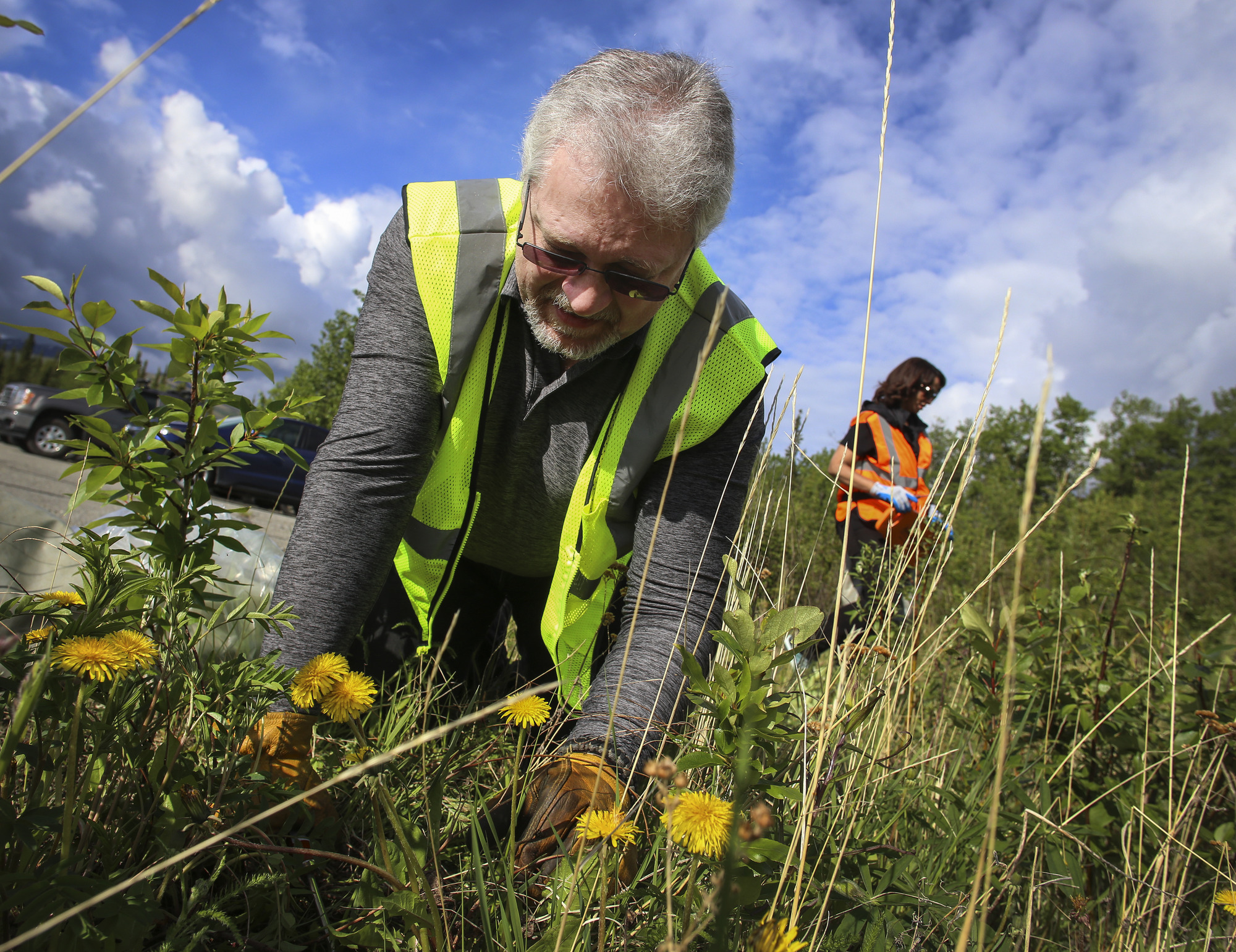 a man in yellow safety vest kneels, pulling up a dandelion