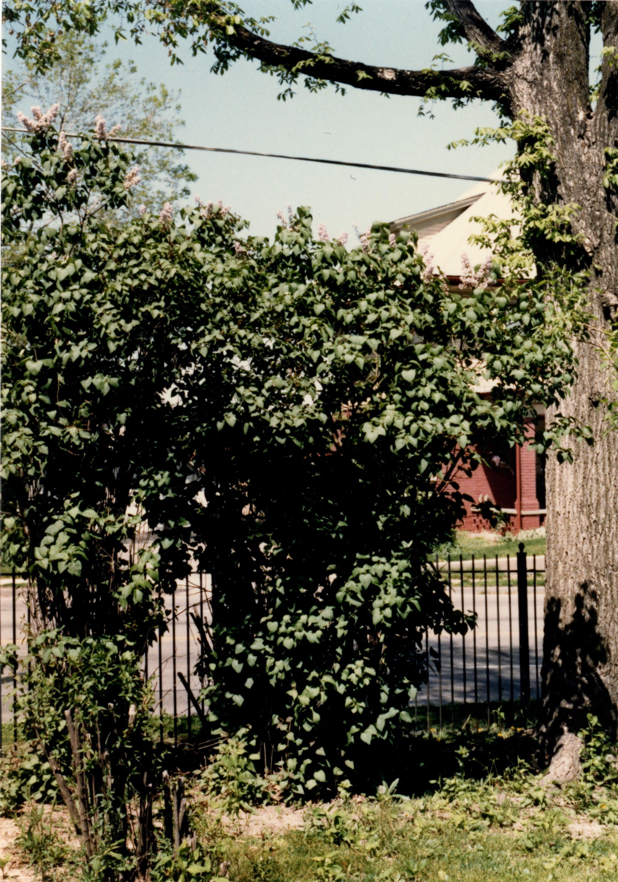 North side of yard lilac bush
