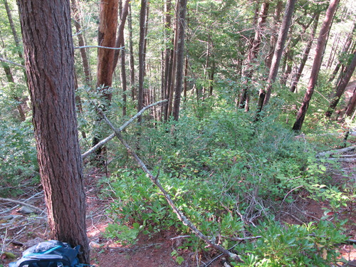 GRSM Accuracy Assessment. Plot Code: GRSM_AA_0808_4