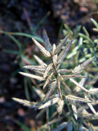 Purple Nutsedge, Nutgrass, Yellow Nutgrass, Cyperus rotundus